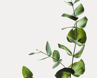 Groene tak op witte achtergrond die natuurlijke rust en eenvoud uitstraalt.