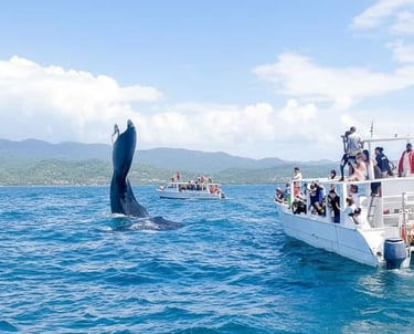 combiner l'observation des baleines avec un séjour à Miches
