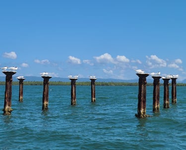 Los Haitises is a wildlife haven, perfect for birdwatchers with over 200 bird species