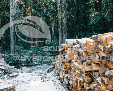 un tas de bûches dans les bois avec de la neige recouvert
