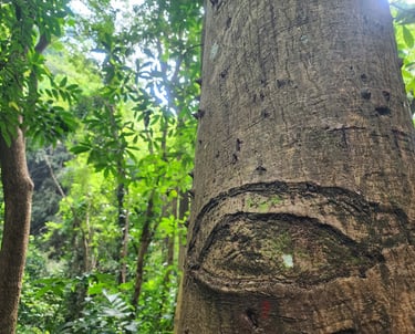 Close-up of a tree trunk with an eye-shaped marking in a lush green tropical forest.
