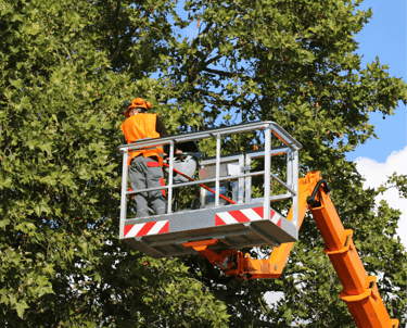 Tree Trimming