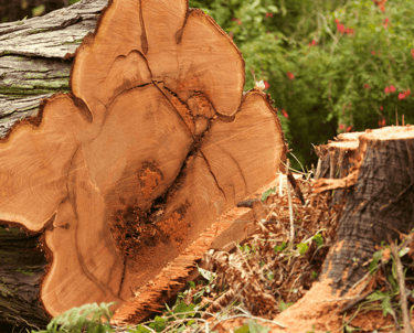 Tree Removal