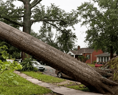 Emergency Tree Service