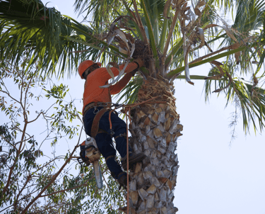 Palm Tree Service