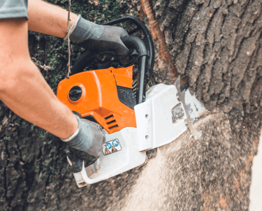 Tree Removal