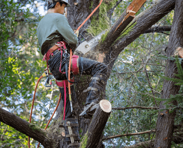 Tree Cutting