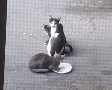 Litter 1: Feral cat and her 2 kittens. We named the mom, Mama Jama