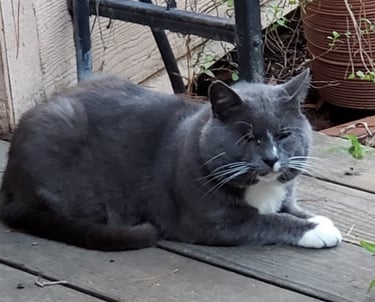 Feral Tom Cat - We named him Squiggles