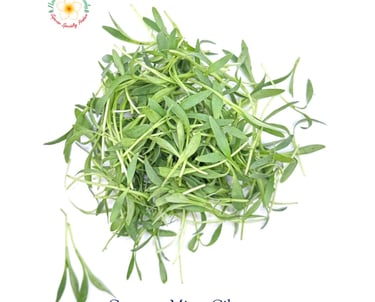 Gourmet Micro Cilantro