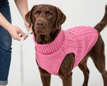 Labrador chocolate con un suéter tejido rosa para perro, siendo medido con una cinta métrica.