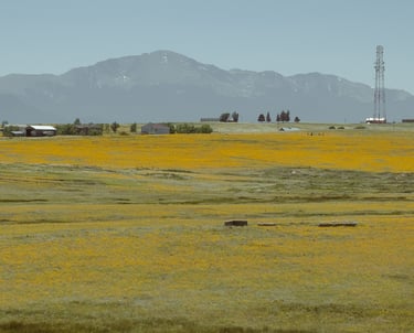 Rolling grassland dotted with yellow wildflowers, scattered rural buildings, and hazy mountains beyond.
