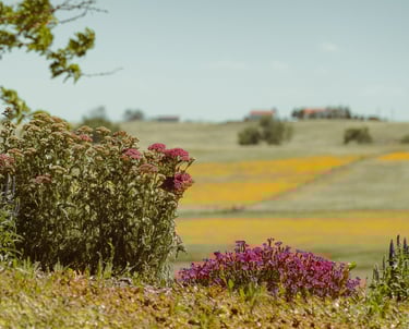 Cluster of pink wildflowers on a hillside with distant farmland and yellow flowering fields under a clear sky.