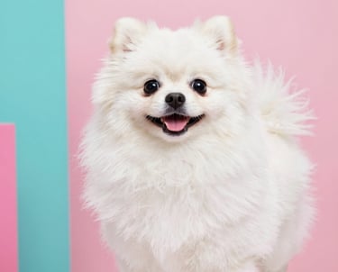 Un perro Pomerania blanco y esponjoso sonriendo contra un fondo rosa y verde azulado.