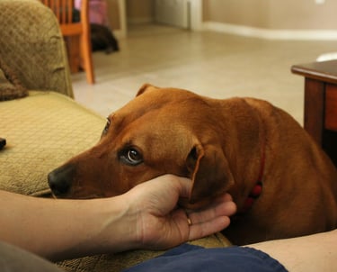 Qu'est-ce que ce chien veut vous dire ?
