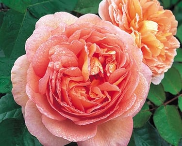 Vibrant peach English roses with water droplets on petals and green leaves in a garden.