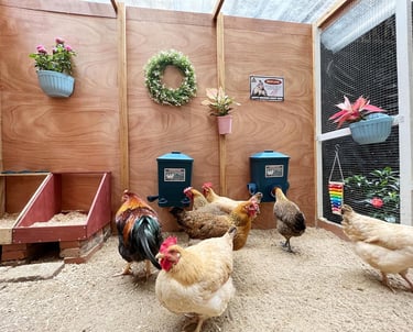 A group of chickens and a rooster inside a clean, modern backyard chicken coop with automatic feeders.