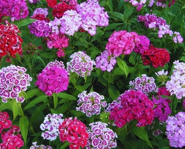 A garden bed filled with colorful Sweet William flowers in shades of pink, red, and purple.