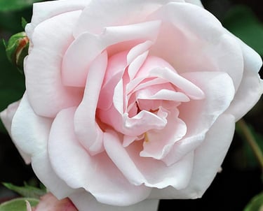A blooming light pink rose with delicate petals in a lush garden setting.