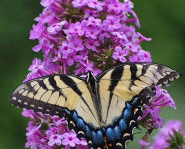 A yellow Eastern Tiger Swallowtail butterfly with blue markings resting on a vibrant purple phlox flower.