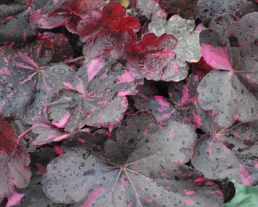Dark purple and pink variegated Heuchera coral bells leaves covered in morning dew drops.