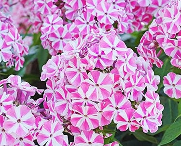 Vibrant cluster of pink and white striped Peppermint Twist Phlox flowers blooming in a garden.