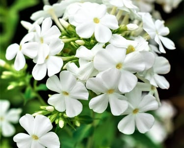 Cluster of white garden phlox flowers blooming with vibrant green leaves in a summer garden.