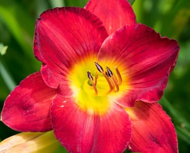 A vibrant red daylily flower with a yellow center blooming in a green summer garden.