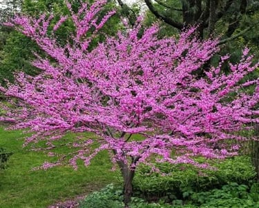 A blooming Eastern Redbud tree with vibrant pink flowers in a lush green garden landscape.