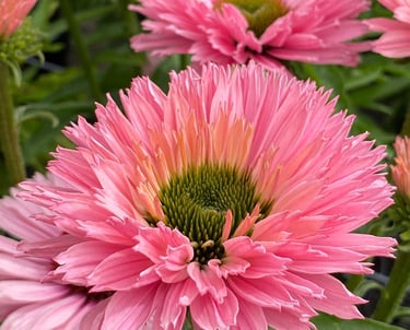 A vibrant pink double coneflower Echinacea bloom with frilly petals and a green center.