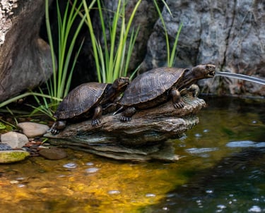 A decorative turtle pond spitter fountain on a rock, spraying water into a backyard garden pond.