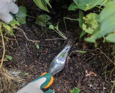 Gardener using a stainless steel weeder tool to dig out weeds in a garden bed with dark mulch.