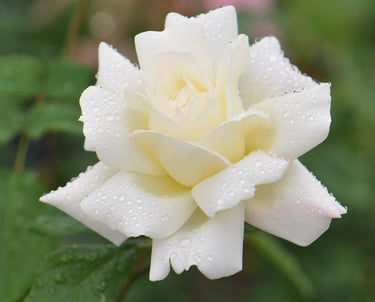A blooming white rose flower with fresh morning dew drops on its petals in a garden.