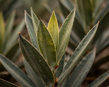 A stunning, professional shot of South African flora with soft focus and artistic lighting. Deep olive green tones, high-quality Pexels hero style.