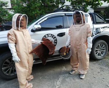 Professional pest control experts in protective bee suits holding a large honeycomb and hive next to a service truck.