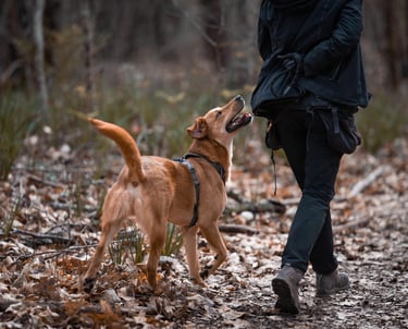 éducation canine bienveillante pour chien à mérignac