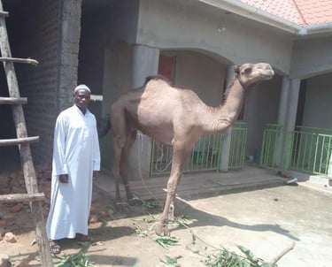 Kurban Kamel