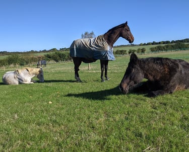 Happy horses at our livery yard