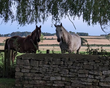 Horses on retirement livery near Bicester.