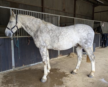 Horse on full livery in Oxfordshire.