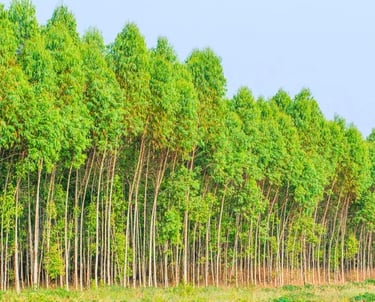 a row of trees in a field with a sky background