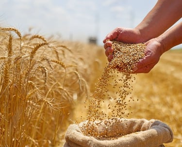 Dron za poljoprivredu – optimalno prskanje, praćenje i zaštita usjeva