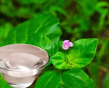 Wellness product Punarnava Ark prepared via   Distillation Proccess