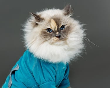  gato ragdoll de pelo largo  con ojos azules que lleva un suéter azul turquesa