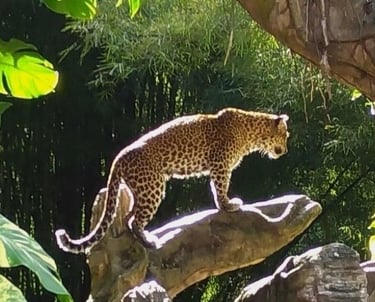 Jaguar posando sobre un árbol en selva mexicana maya