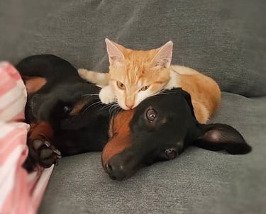 bassotto nano gatto Mesola Ferrara emilia romagna