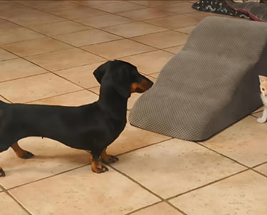 bellissima bassotta gioca con gattino Mesola Ferrara emilia romagna