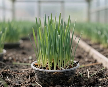 Young green wheatgrass growing in a small plastic container inside a sunlit greenhouse.