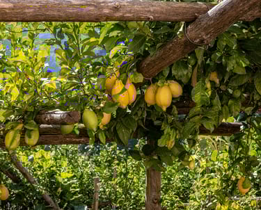 Limoni-taste-sorrento-degustazione