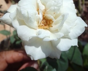 Close-up of a blooming white rose flower with delicate petals in a sunny garden.
